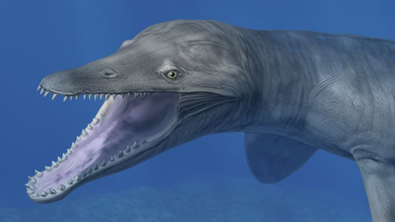 Prehistorický predátor pliosaurus rozcupoval i dvoutunovou kořist. Podívejte se, jak lovil