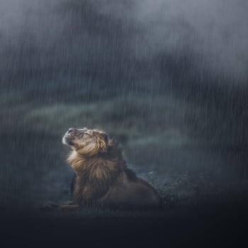 Lev v národním parku Gir v indickém státu Gudžarát