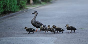 Záchrana kachní rodinky v Plzni: Strážníci odvezli opeřence místo na služebnu k řece