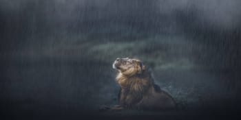 Mění se lvi na vodní savce? Na více místech světa se přesouvají k moři, překvapuje vědce