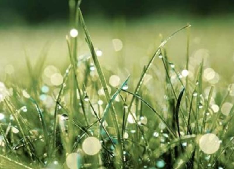 Zalévejte trávník v ranních a večerních hodinách, kdy je odpařování nejnižší a voda se dostává přímo ke kořenům trávy.