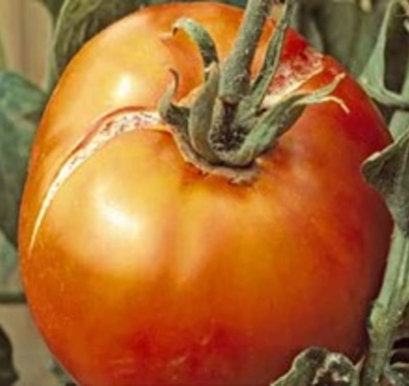 Střídání vlhké a suché půdy způsobuje u rajčat praskání plodů.