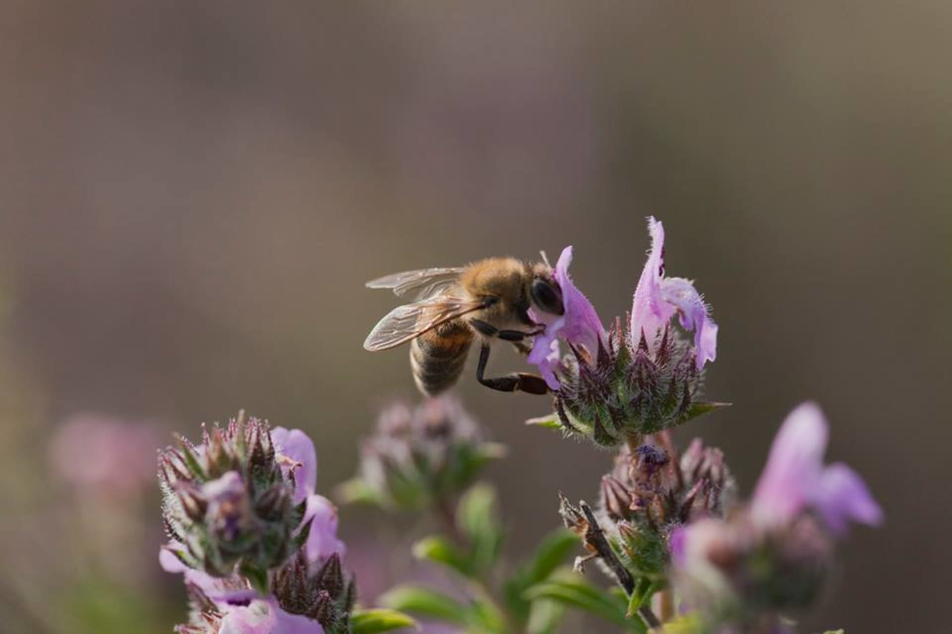 Jedním z nich je včelí propolis, který má příjemnou vůni a antibakteriální účinky. Pokožku hojí a uklidňuje.