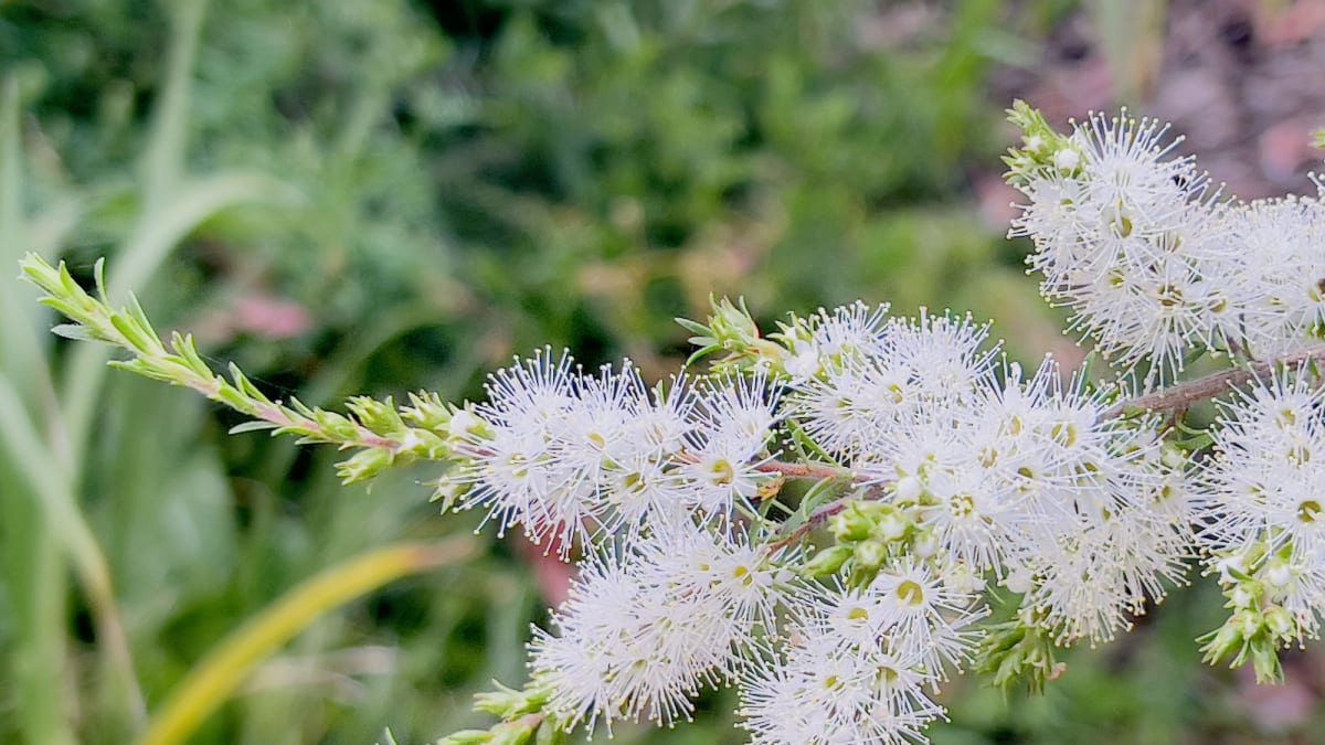 Kajeput střídavolistý (Melaleuca alternifolia Cheel)