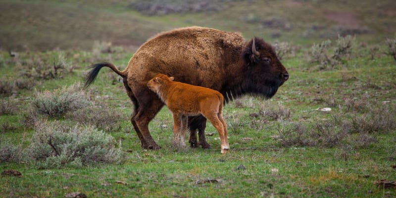 Bizoni V Yellowstonském parku