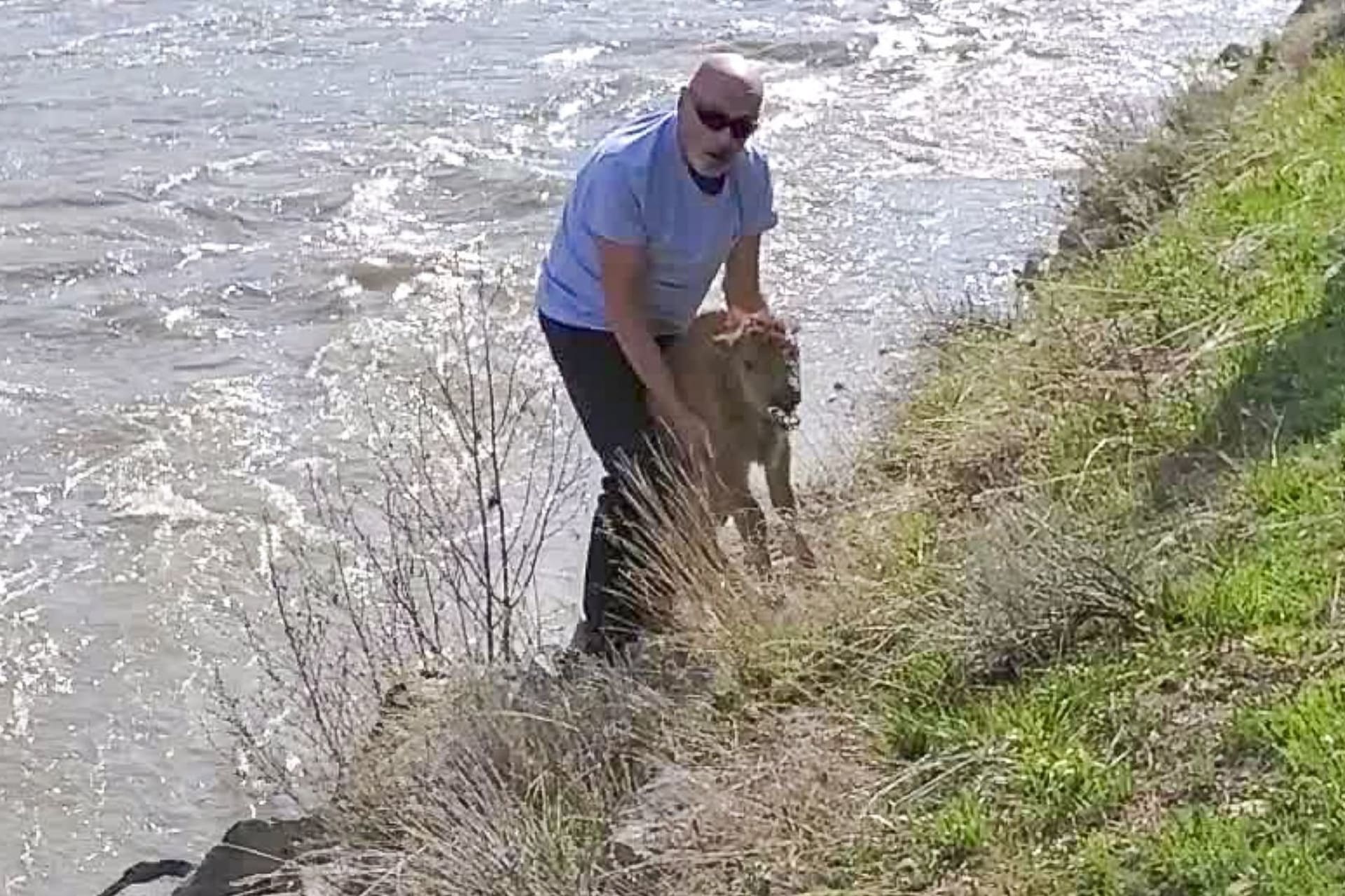 Turista chtěl pomoct mláděti bizona z vody, zvíře museli utratit