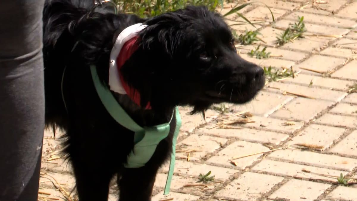Týraného psa zachraňovali v Černošíně také v květnu.
