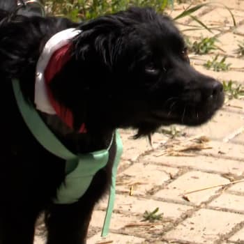 Týraného psa zachraňovali v Černošíně také v květnu.