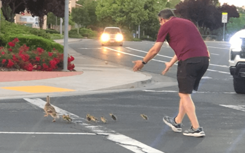 Muže při pokusu pomoct kachnám zabilo auto
