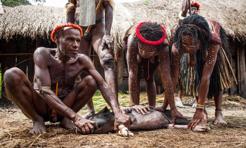 Členové papuánského kmene Dani při rituální porážce prasete