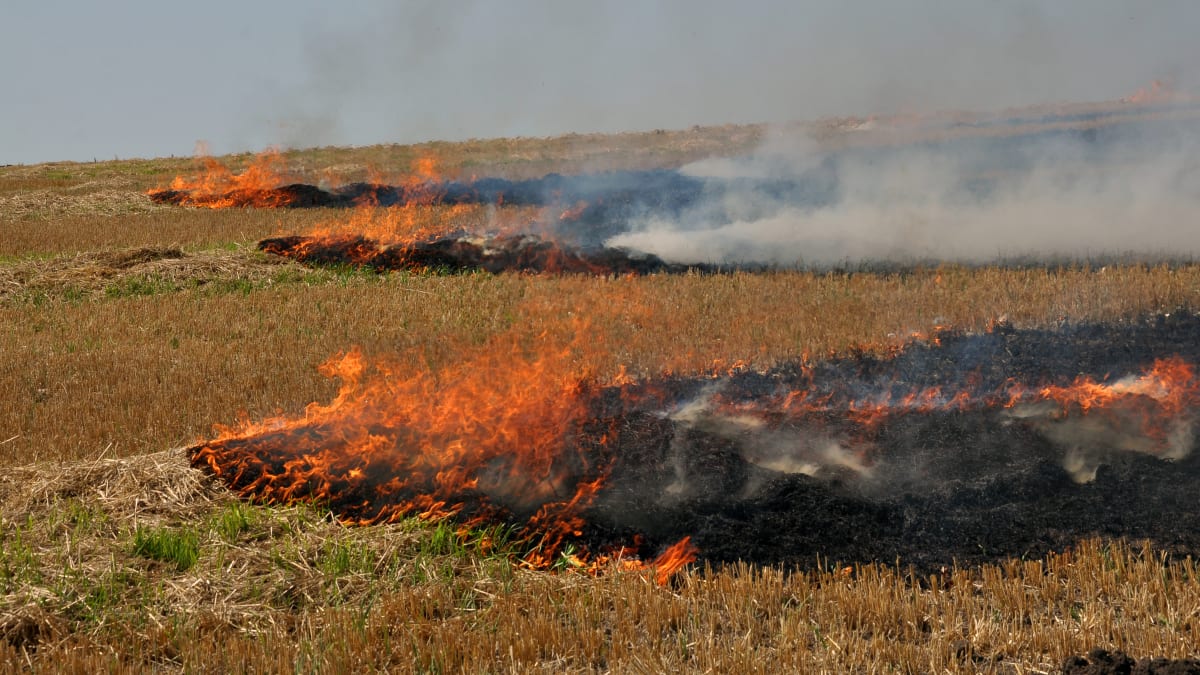 Na severovýchodě Čech hrozí kvůli suchu požáry. (Ilustrační foto)