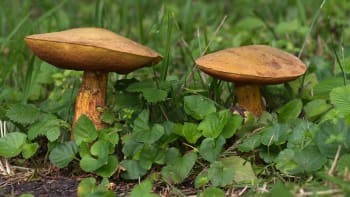 Hřib koloděj je oblíbená houba, která nás dokáže i pěkně potrápit
