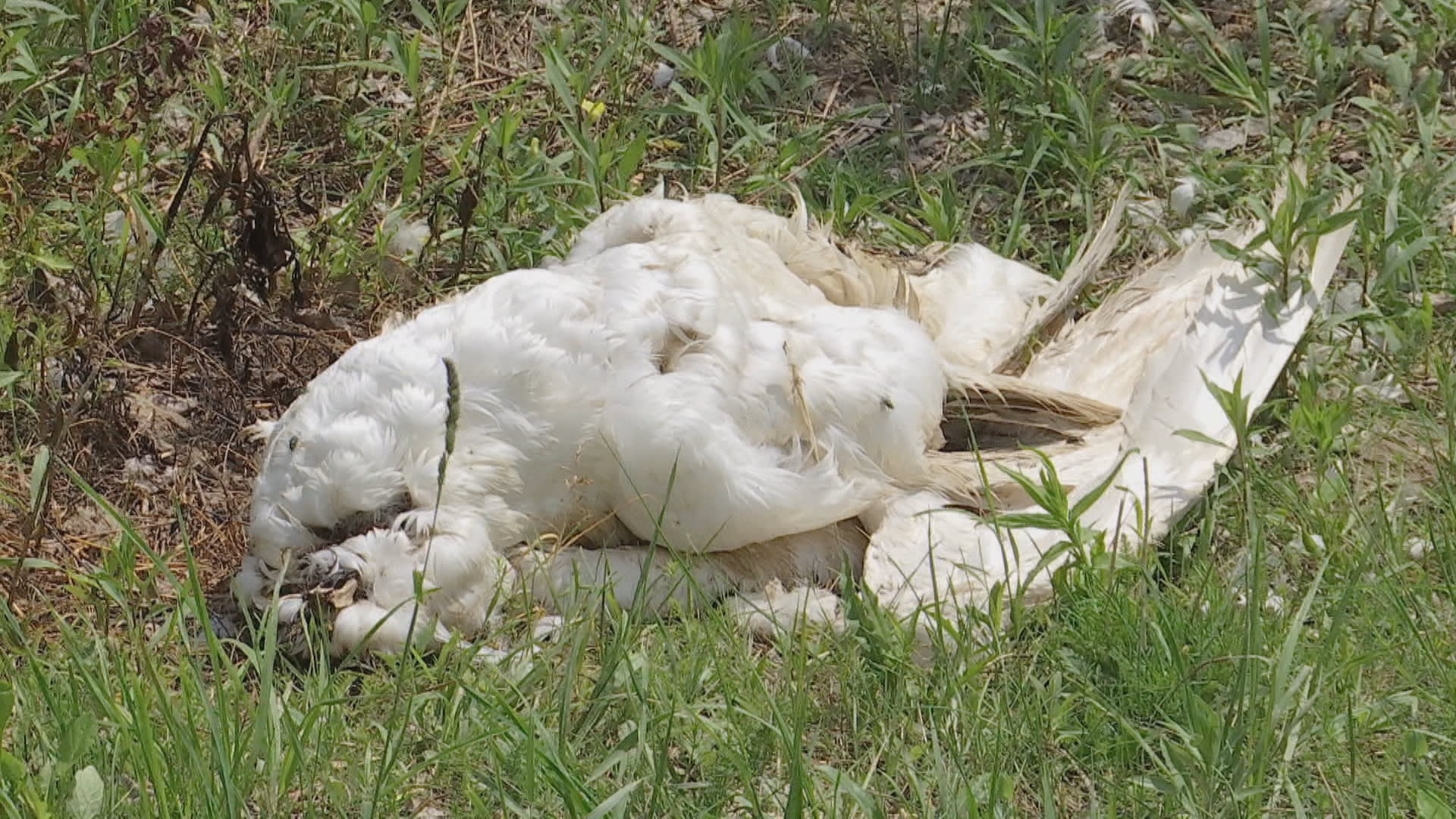 Na Slovensku řeší zdrogované labutě, které se pasou na máku.