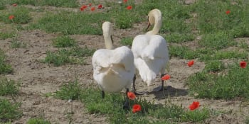 Na Slovensku řeší zdrogované labutě, pěstiteli chodí na mák. Desítky jich už uhynuly