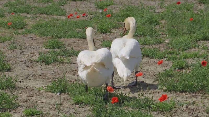 Na Slovensku řeší zdrogované labutě, které se pasou na máku.