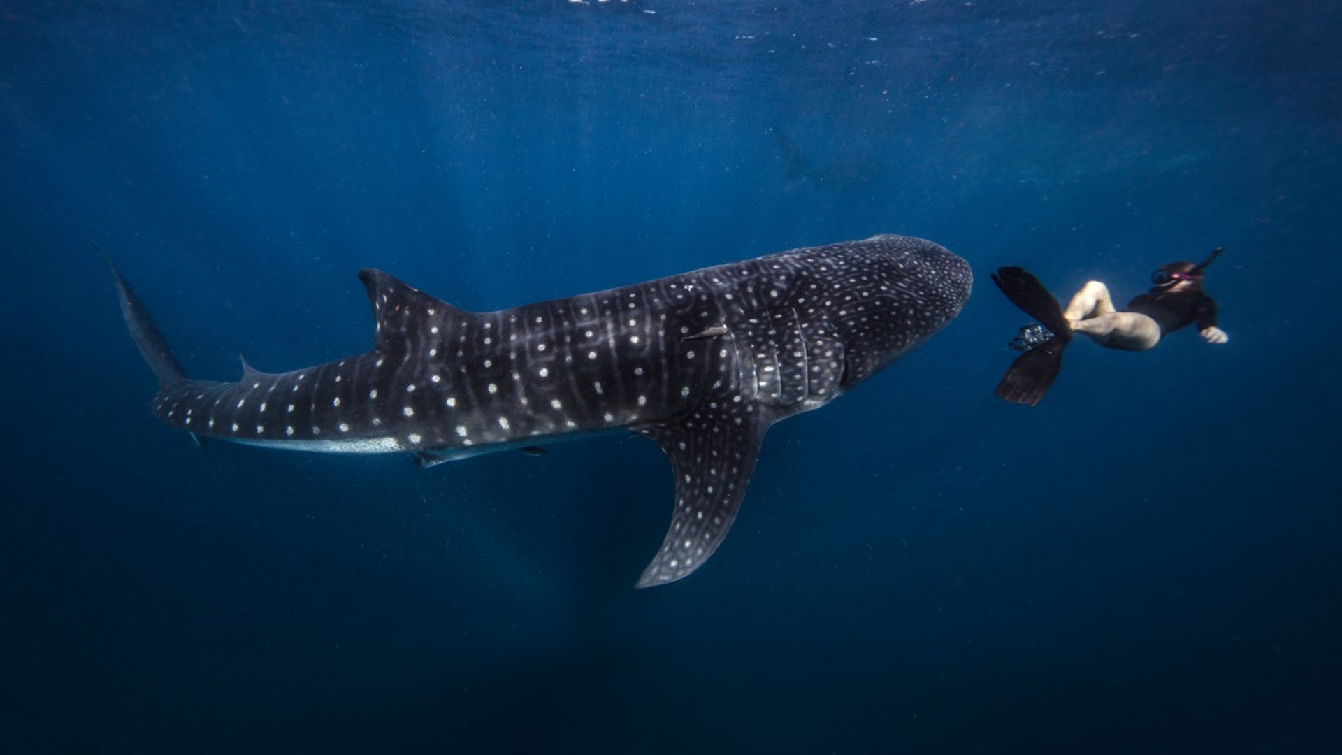 Obří žralok velrybí se naštěstí živí planktonem