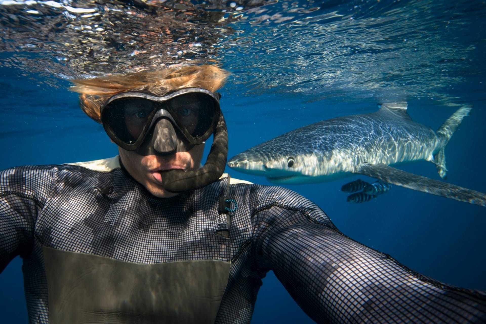 Žralok modrý u pobřeží jižní Afriky