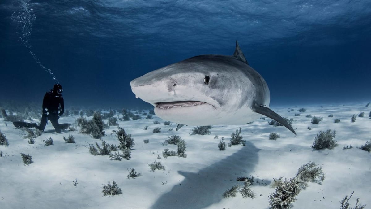 Žralok tygří patří mezi nejnebezpečnější druhy žraloků. (Ilustrační foto)
