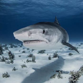 Žralok tygří patří mezi nejnebezpečnější druhy žraloků.
