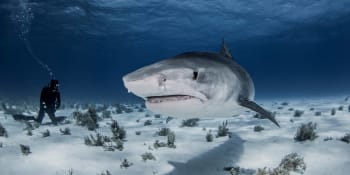 Jako z filmu Čelisti. Žraloci napadli čluny filmařů seriálu legendárního Attenborougha