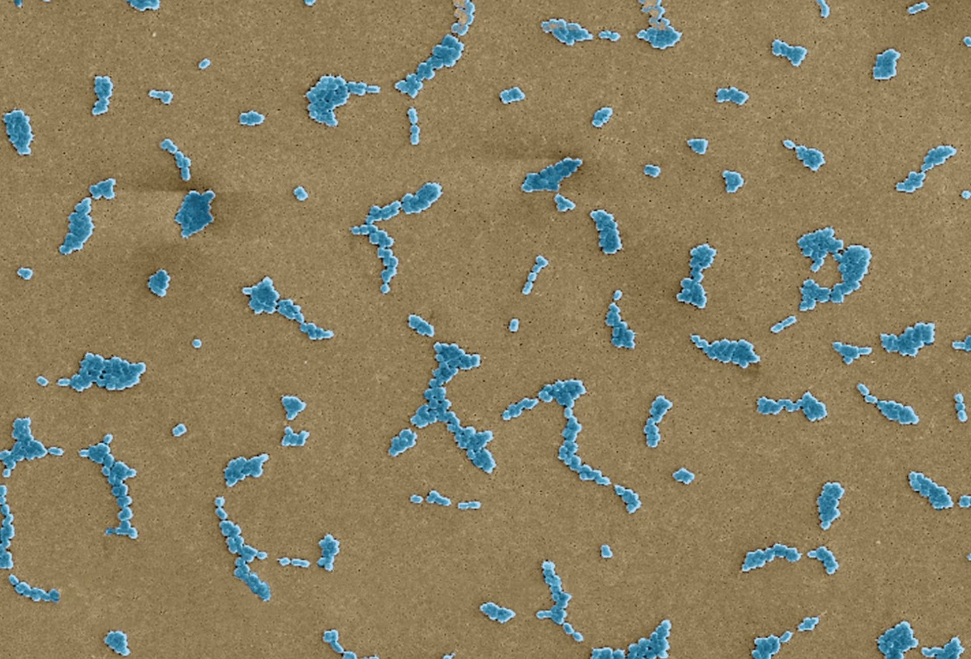 Bakterie Acinetobacter baumannii