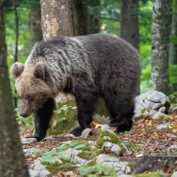 Medvěd hnědý na Slovensku