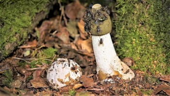 Hadovka smrdutá neboli penis nestoudný je příšerně páchnoucí houba. Překvapivě se dá jíst