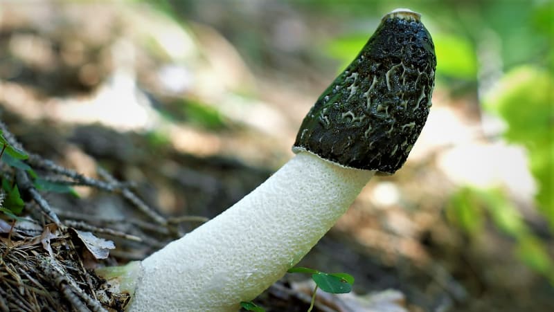 Hadovka smrdutá (Phallus impudicus) neboli penis nestoudný je příšerně páchnoucí houba. Překvapivě se dá v raných stádiích vývoje jíst.