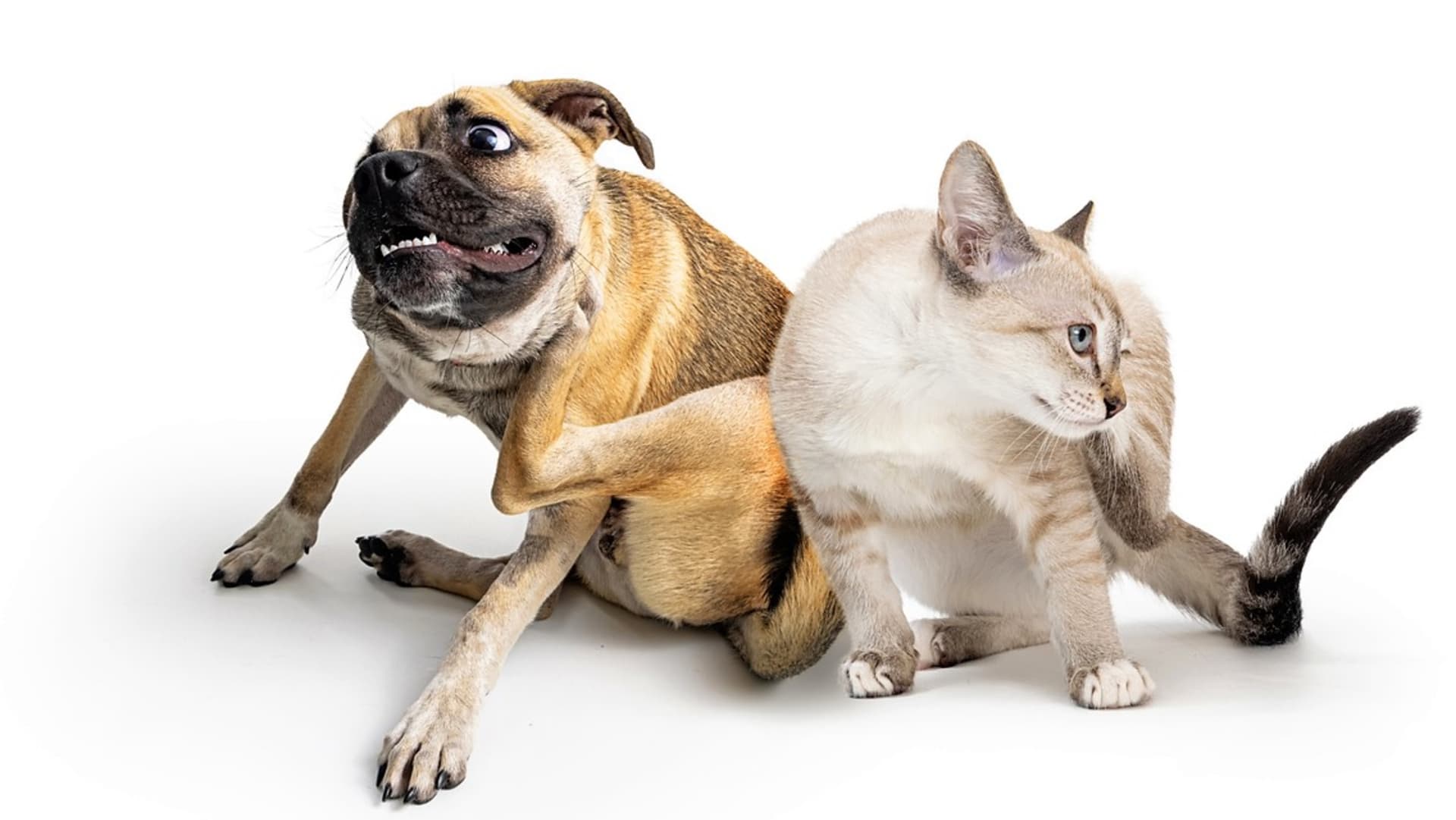 Pokud se psí a kočičí alergie neléčí, mohou zkomplikovat život zvířete