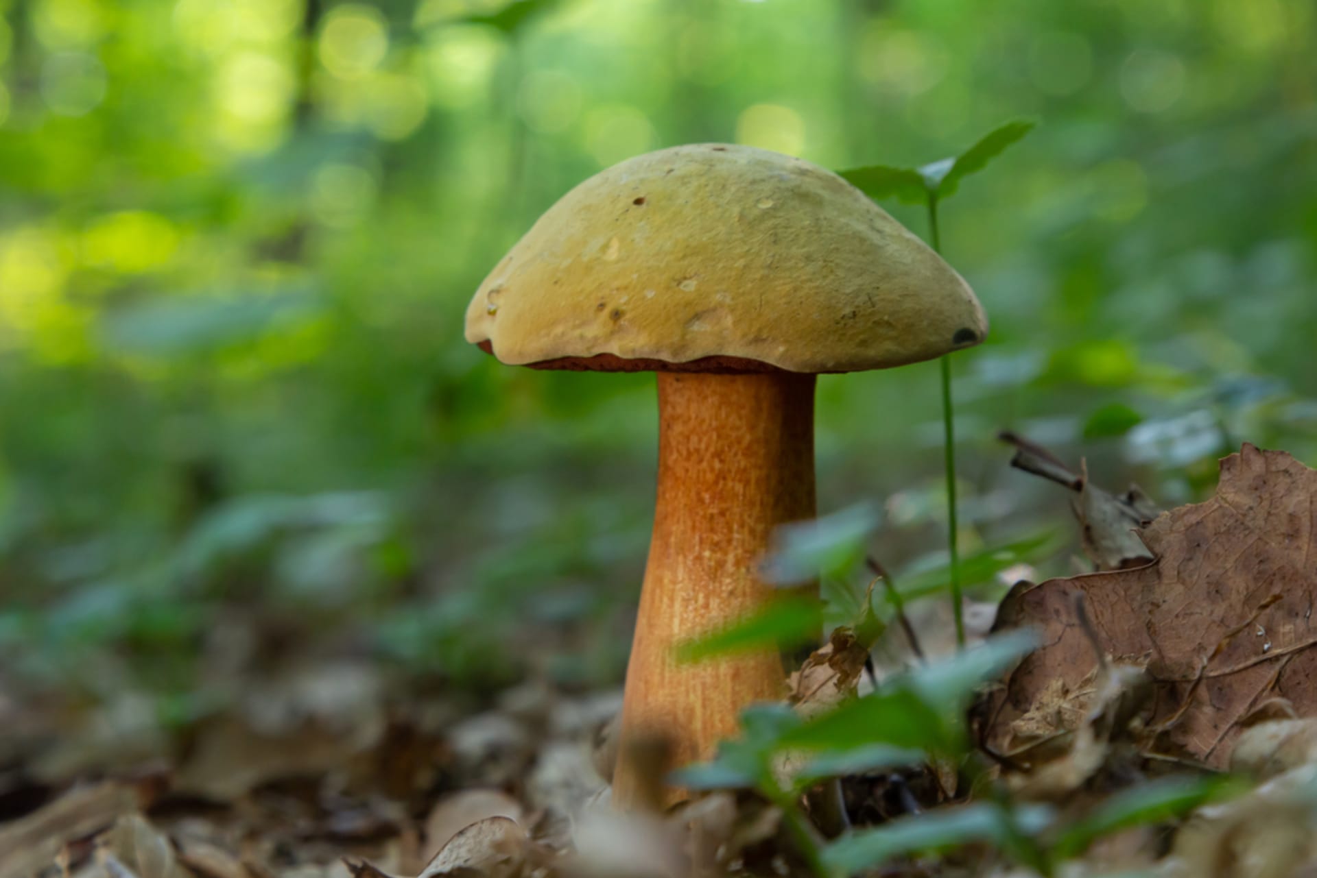 Hřib koloděj je krásná houba. 