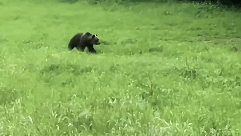 V obci Očová na Slovensku řádí medvěd, lidé mají strach