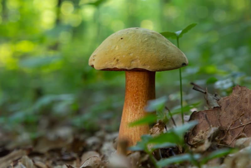 Hřib koloděj je krásná houba, kterou lze najít i v zahradách a parcích. 