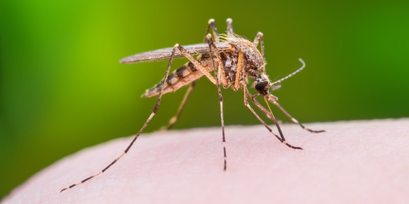 Nebezpeční komáři v létě neustále lítají, nepříjemně bzučí a dotírají, ale hlavně bolestivě štípou, takže spolehlivě otráví každé letní posezení i práci za zahradě, každý výlet do přírody nebo k vodě. 