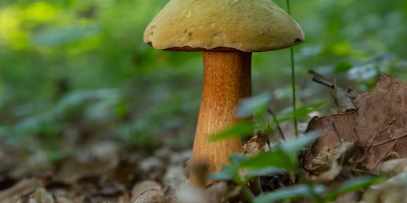 Hřib koloděj je krásná houba. 