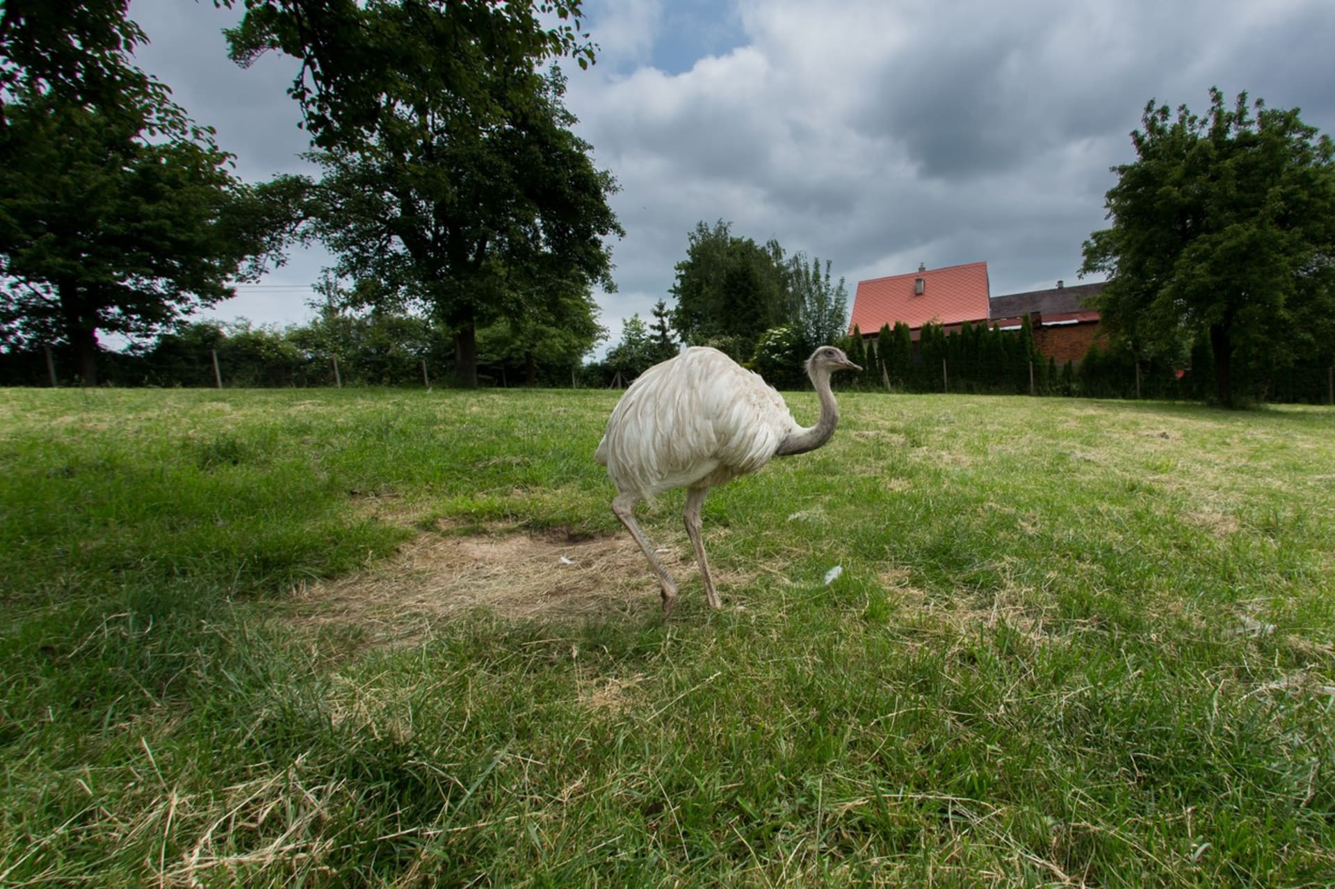 Pštros nandu pampový se pohybuje v okolí Olomouce. Zřejmě utekl z výběhu. (ilustrační foto)