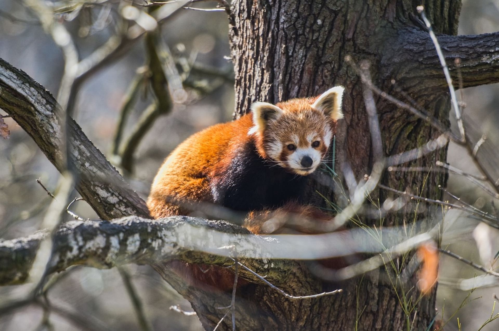 Panda červená je na seznamu ohrožených druhů od roku 2015. Vyhynutí ale podle nové studie hrozí daleko více zvířatům, než si přírodovědci mysleli.