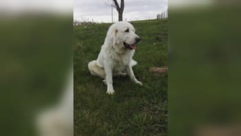 Záhadná úmrtí psů na Novojičínsku: Luckyho a Stelu otrávili, míní majitel. Našli je v kališti