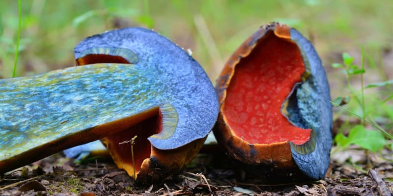 Hřib kovář, jeden z nejznámější zástupců jedlých modráků, krásných hřibovitých hub, které při rozkrojení rychle zmodrají. 