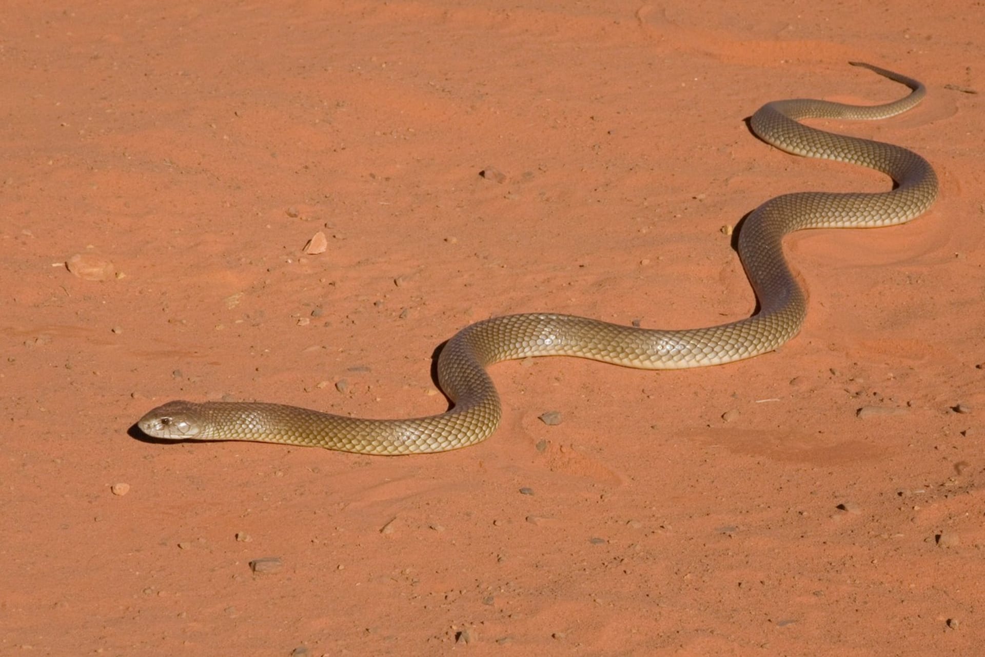 Pakobra je nejběžnější australský had