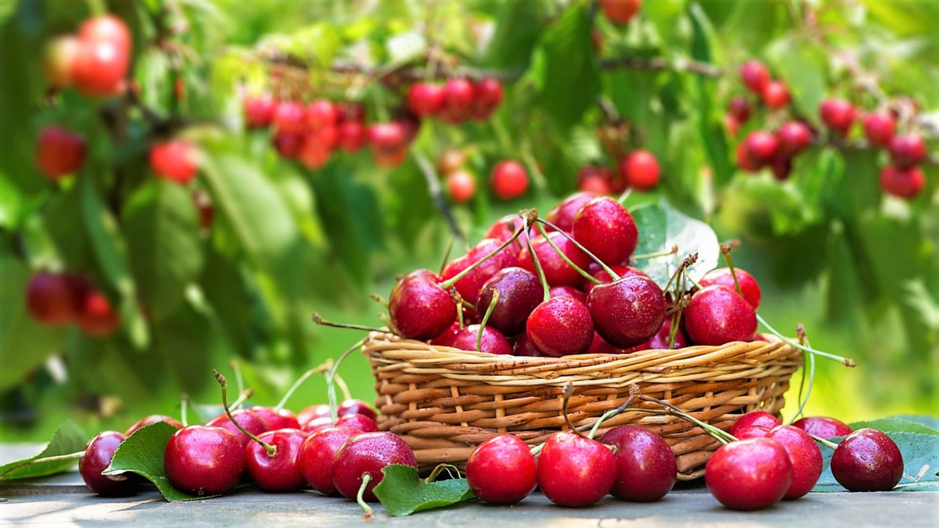  Třešně jsou dobré, ale taky velmi zdravé ovoce, a tak je s klidným svědomím můžeme konzumovat na kila, především těch čerstvě utržených!