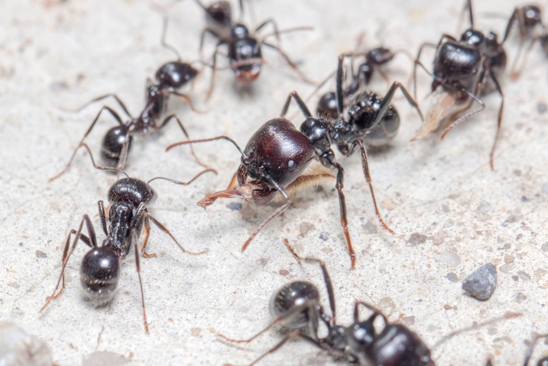 Mravenci, které doma chová doktorka Šuláková.