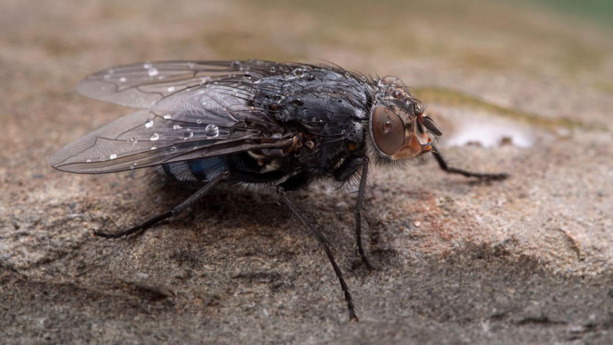 Bzučivka obecná, jedna z velkých pomocnic každého forenzního entomologa.