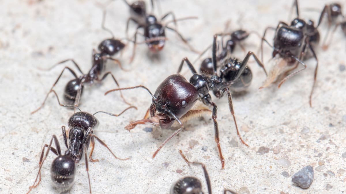 Mravenci, které doma chová doktorka Šuláková.