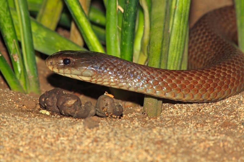 Pakobra australská požírá i jiné hady
