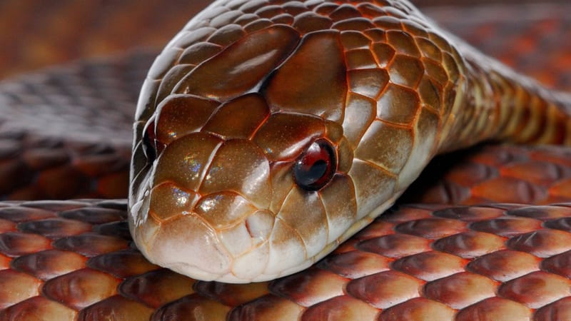 Nejtěžší jedovatý had Austrálie požírá jiné hady. Podívejte se, jak mu cizí kousnutí vůbec nic nedělá