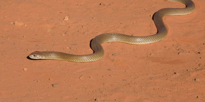 Pakobra je nejběžnější australský had