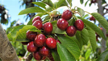 Třešně: Jak pěstovat a sklízet zdravé šťavnaté ovoce. Proč je tolik třešní červivých 