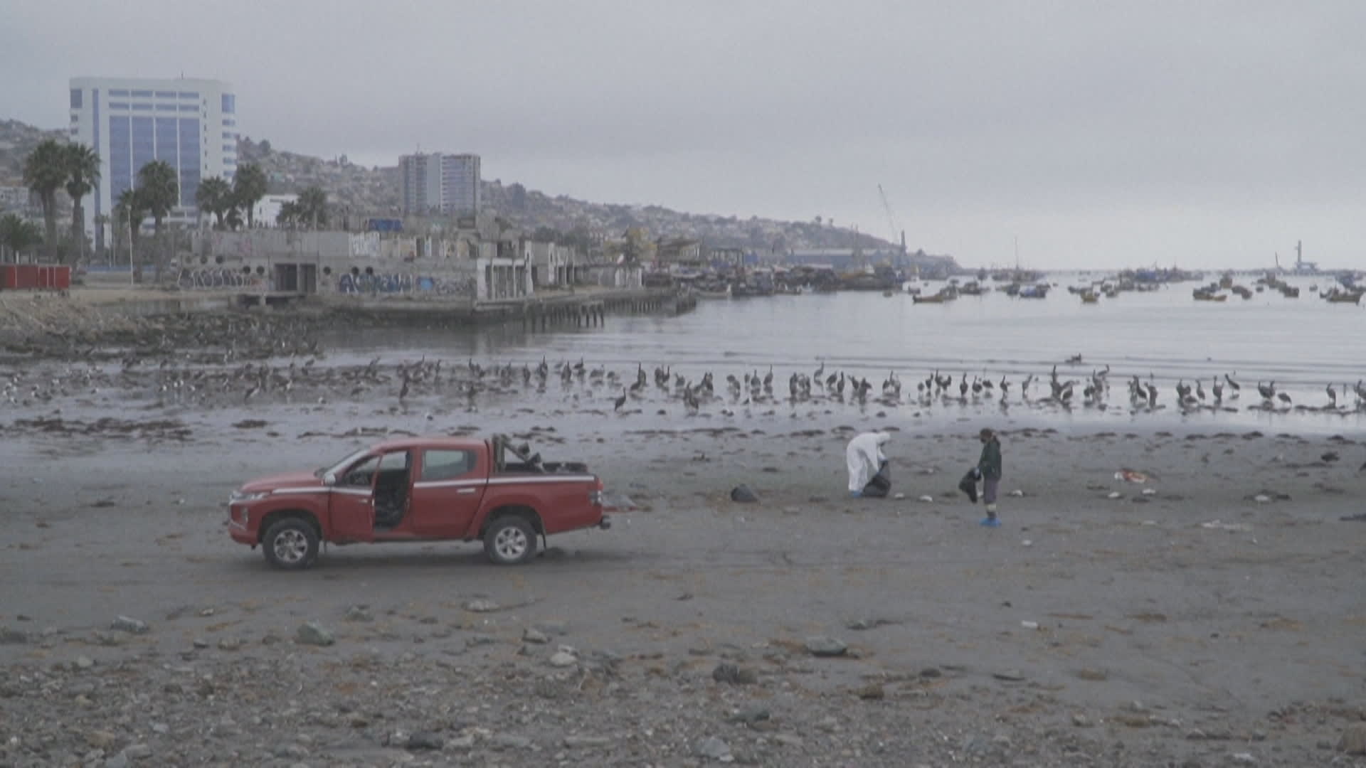 Záhadný úhyn ptáků na pláži v Chile