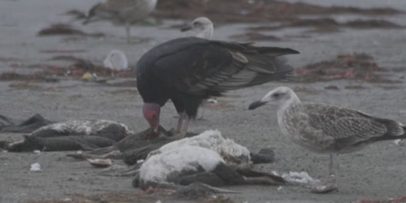 Záhadný úhyn ptáků na pláži v Chile