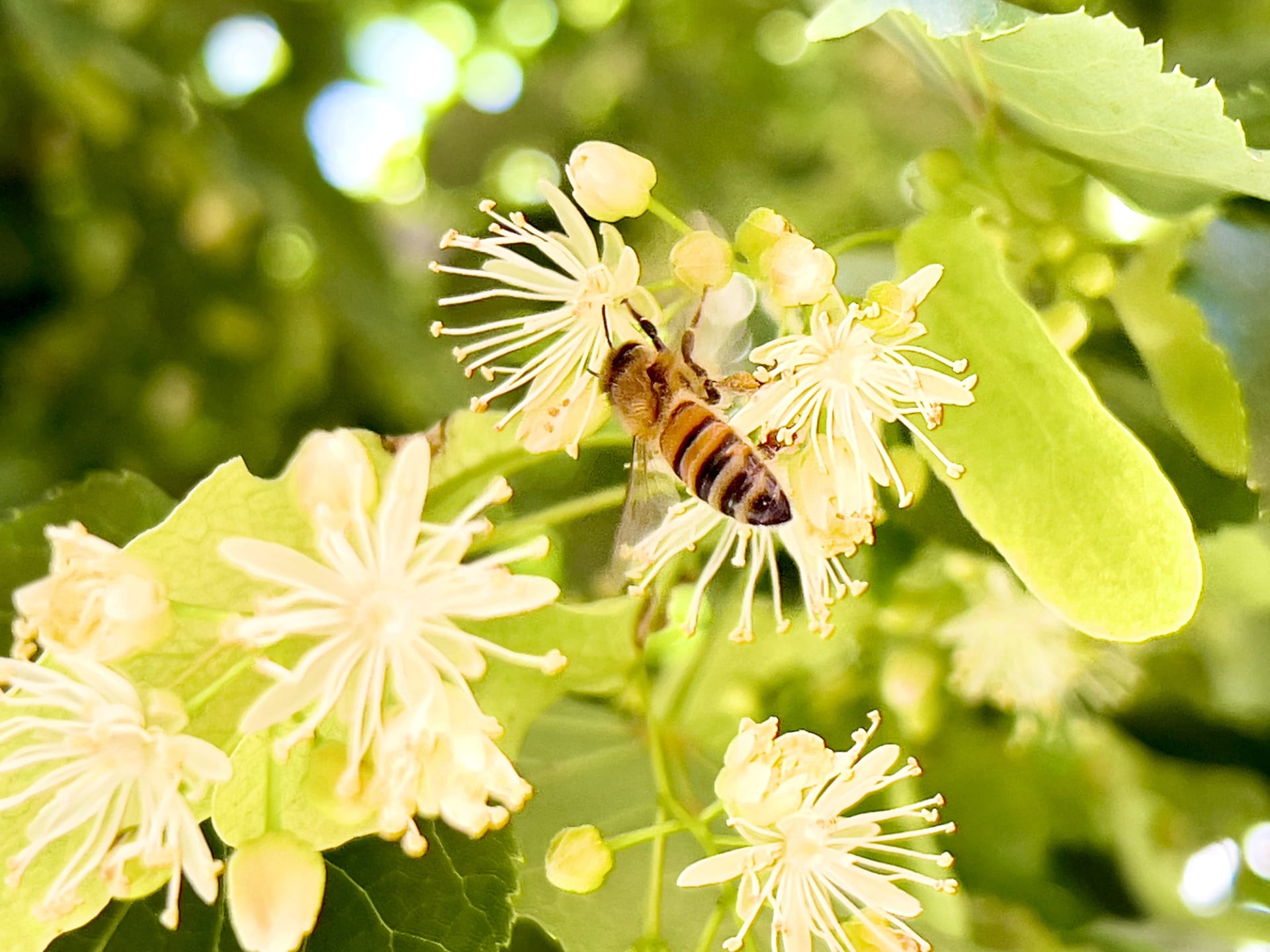 Ani včelky si nenechají ujít voňavé lipové květy